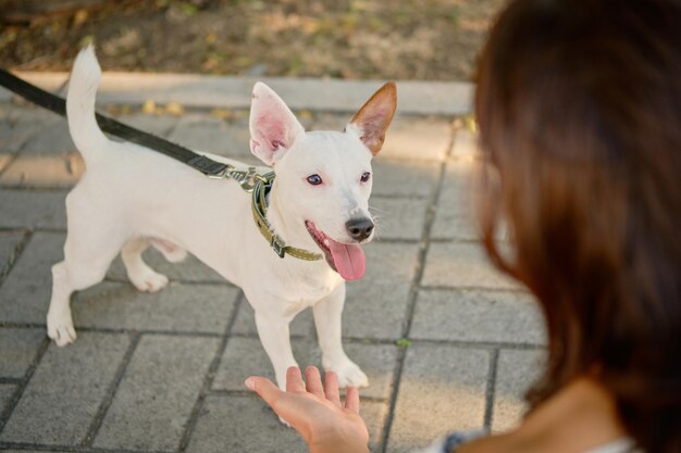 Dog Parson Russell Terrier Rasse spielt im grünen Park mit seinem Besitzer Sommerzeit oder Anfang