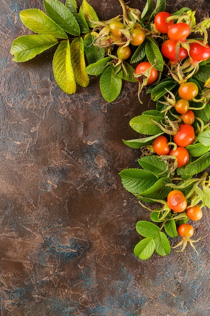 Dog rose berry