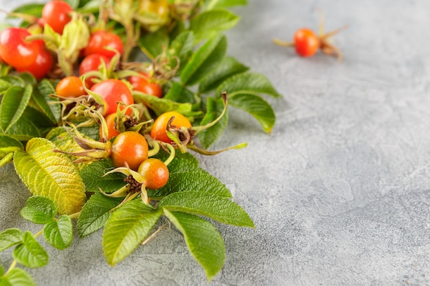 Dog rose berry