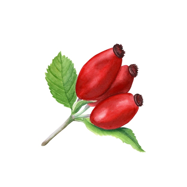 Dog Rose Brier-Zweig mit Beeren Watercolo-Illustration isoliert auf weiß