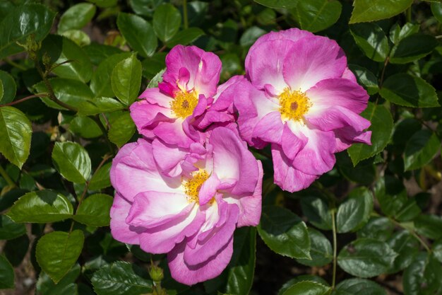 Dog Rose ornamentales cultivadas en flor en un jardín en Kent