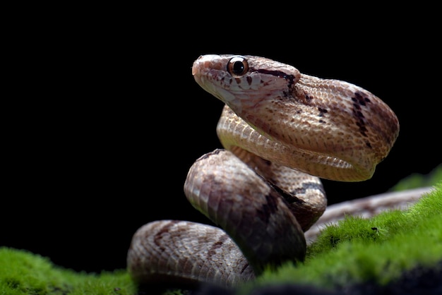 Dog-Toothed Cat Snake in Angriffsposition