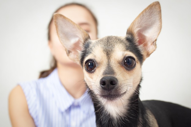 Dog toy terrier com amante está olhando para você