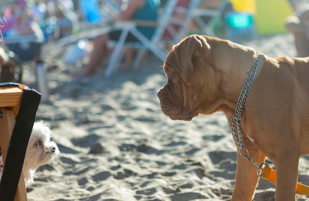 Doge von Bordeaux-Welpen am Strand mit Blick auf kleine Welpen