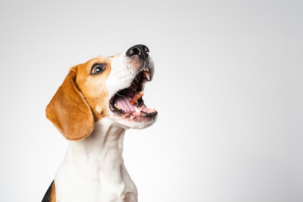 Dogheadshoot isoliert vor weißem Hintergrund