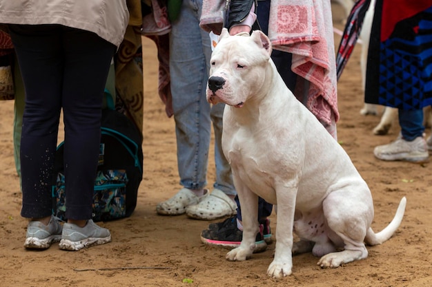 Dogo Argentino na exposição canina