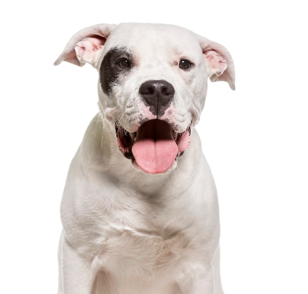 Dogo Argentino