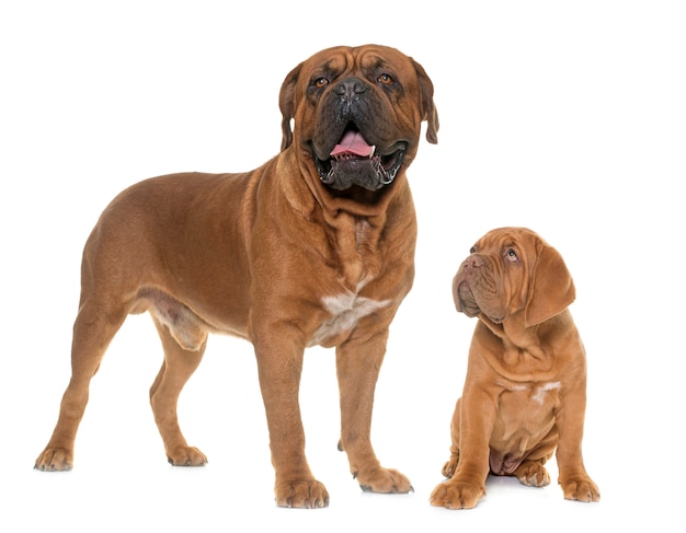 Dogo de burdeos, adulto y cachorro.