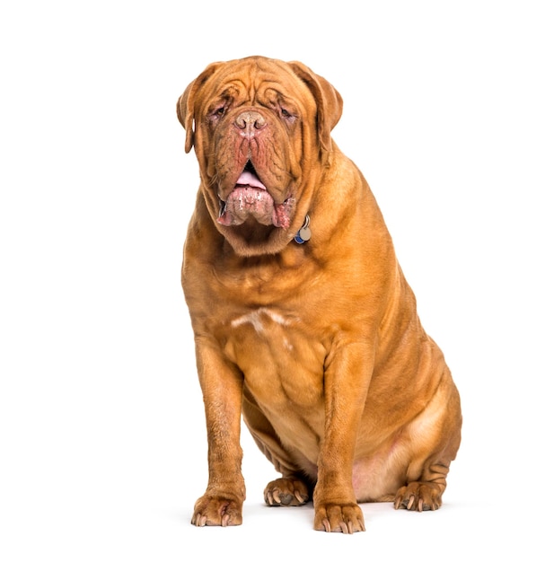 Dogo de Burdeos sentado contra el fondo blanco.