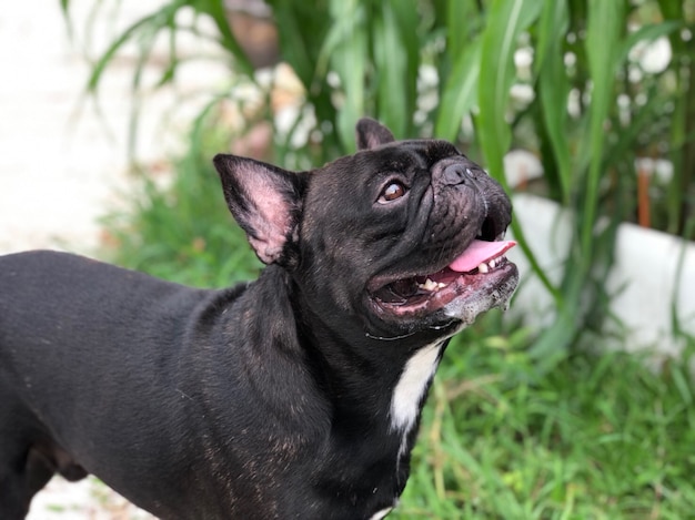 El dogo francés permanece inmóvil y tranquilo en el jardín, perro lindo.