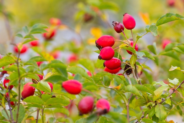 Dogrose Bush com bagas vermelhas Dogrose uma fonte de vitaminas