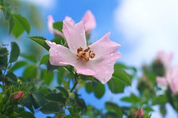 Dogrose flor y gotas de agua