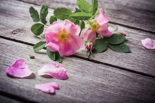 Dogrose sobre fondo de madera