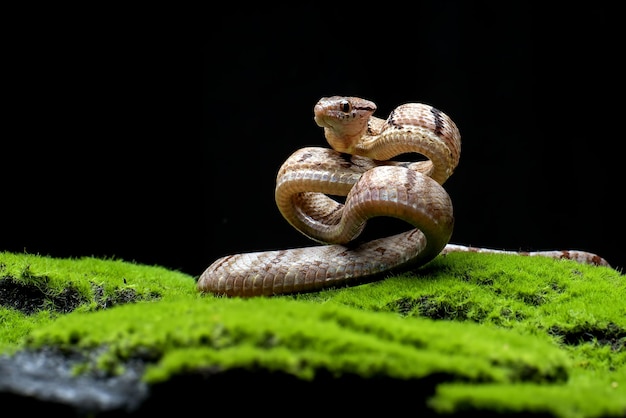 Dogtoothed Cat Snake in Angriffsposition