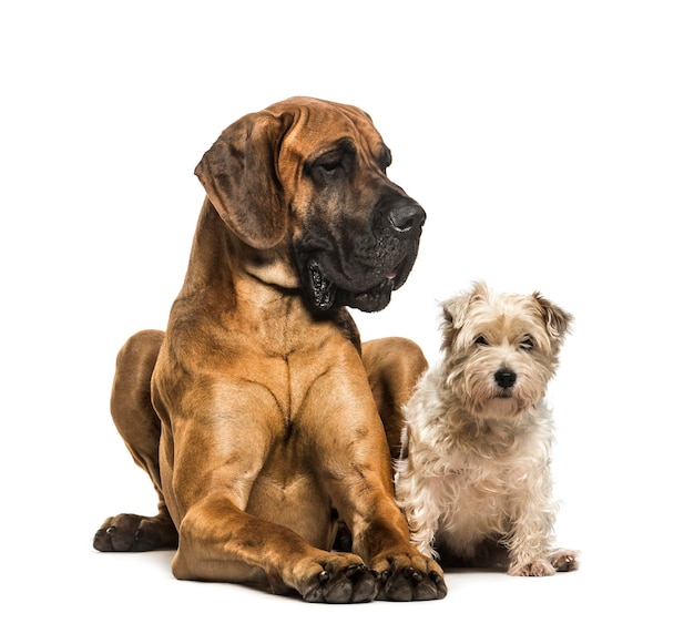 Dogue alemão e cão mestiço sentado contra um fundo branco