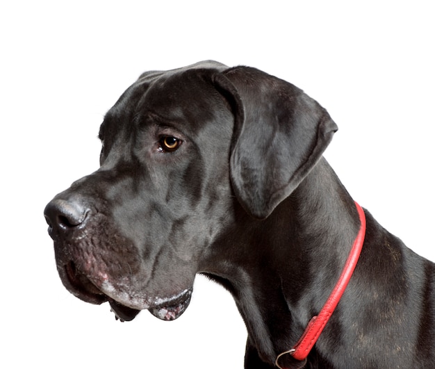 Dogue alemão, tiro do estúdio