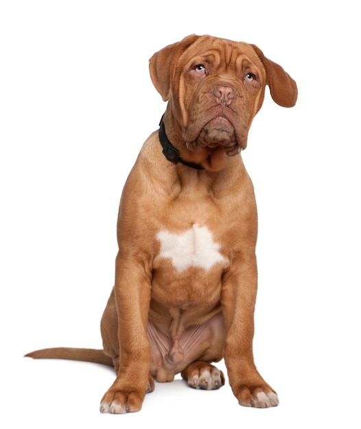 Dogue de Bordeaux, 5 Monate alt, sitzt vor einer weißen Wand