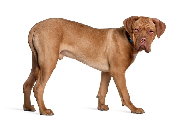 Dogue de Bordeaux, 6 Monate alt, stehend