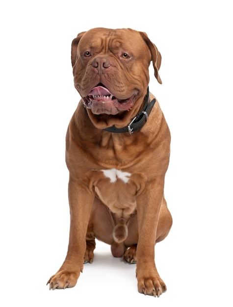 Dogue de Bordeaux com 18 meses.