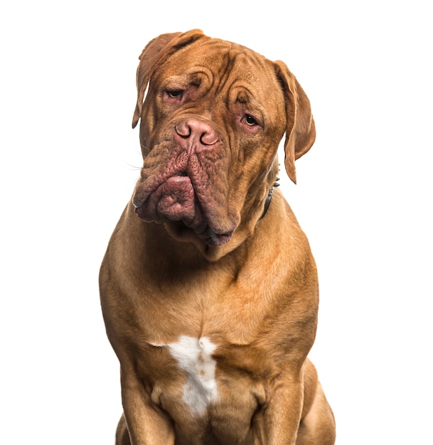 Dogue de Bordeaux Hund sitzen, ausgeschnitten