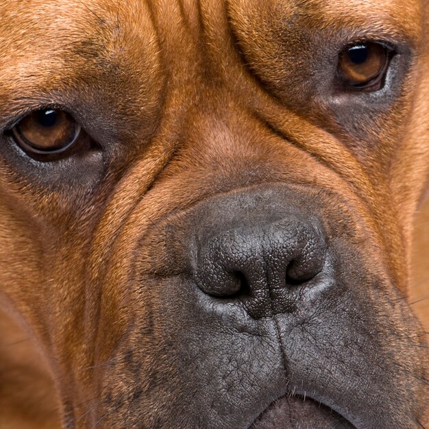 Dogue de Bordeaux mit 1 Jahr. Hundeporträt isoliert