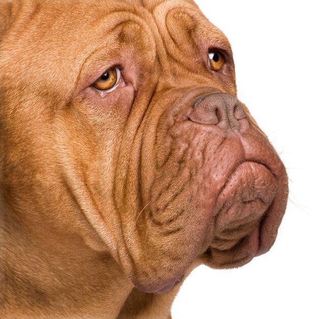 Dogue de Bordeaux mit 2 Jahren. Hundeporträt isoliert