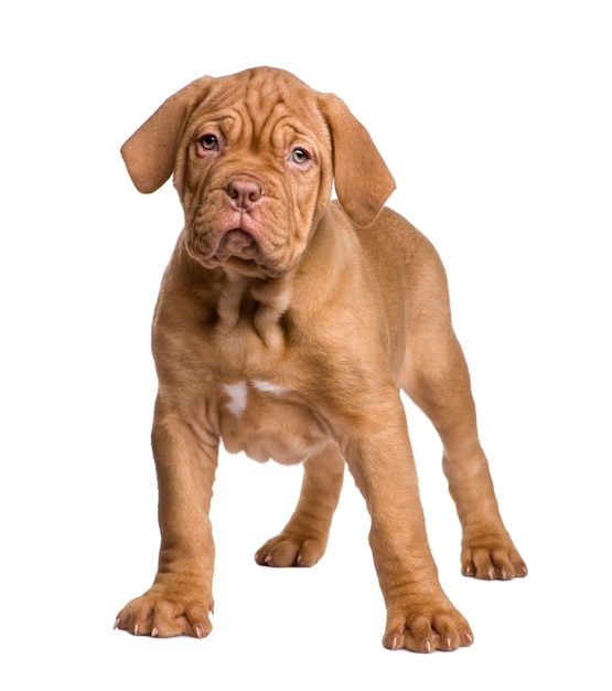 Dogue de Bordeaux Welpe mit 2 Monaten.