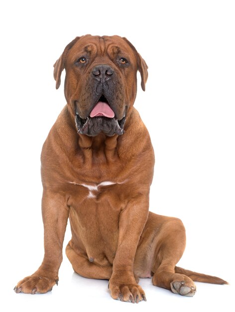 Foto dogue de bordeaux