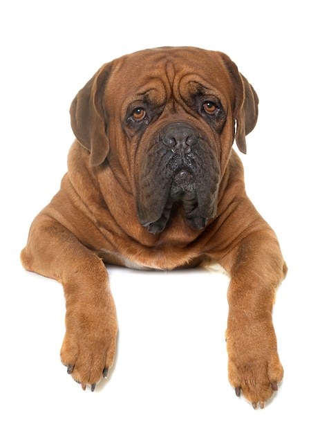 Dogue de Bordeaux