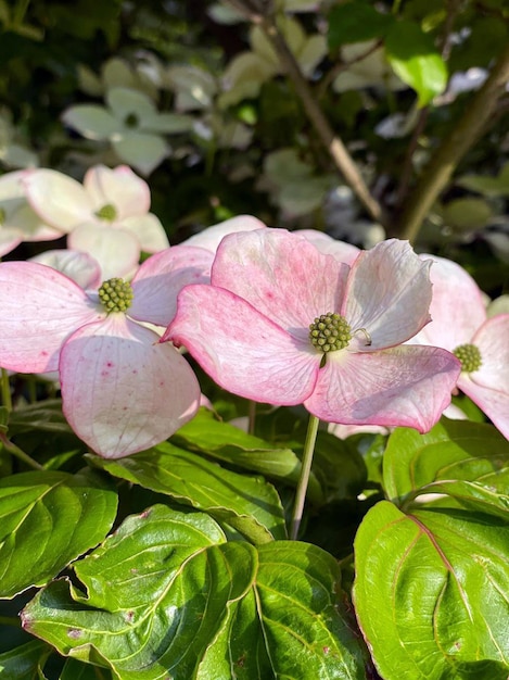 Dogwood dogwood americano flores flores brancas