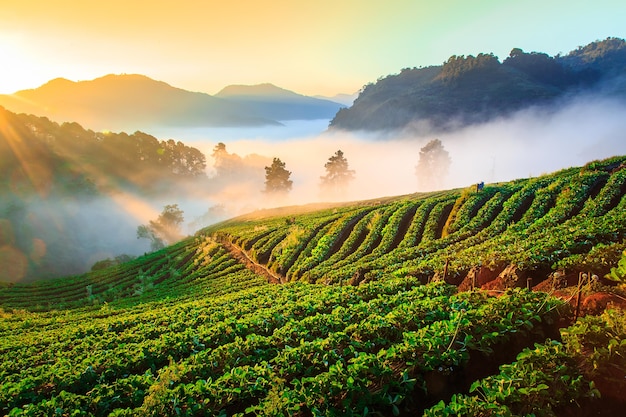 Doi Ang Khang Chiang Mai, Thailand.