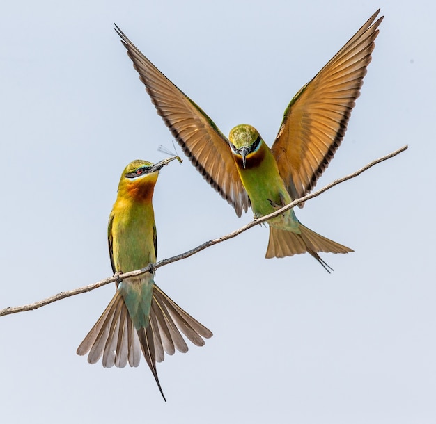 Dois abelhões em um galho no Parque Nacional de Yala