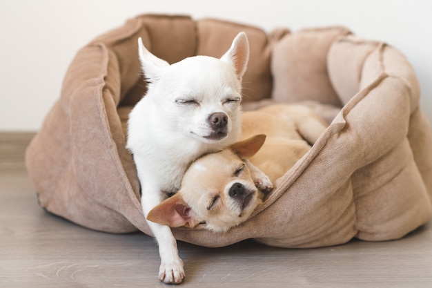 Dois adoráveis, bonitos e bonitos da raça doméstica mamífero chihuahua filhotes amigos deitado, relaxando na cama do cão. animais de estimação descansando, dormindo juntos. retrato patético e emocional. pai abraça filha liitle