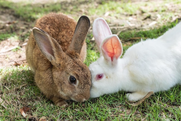 Dois adoráveis coelhos marrons e brancos um amigável com beijo de faca no gramado