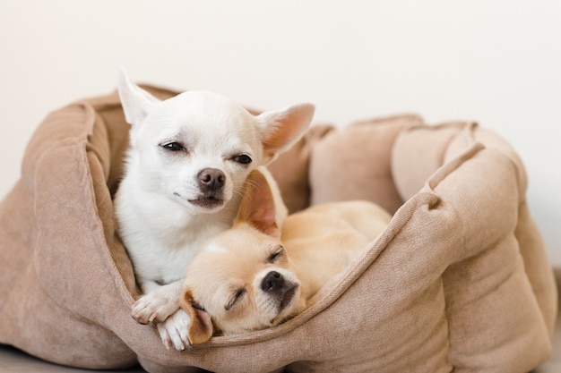 Dois adoráveis, fofos e bonitos de raça doméstica mamífero chihuahua filhotes amigos deitado, relaxando na cama do cão. Animais de estimação descansando, dormindo juntos. Retrato patético e emocional. Foto de pai e filha.