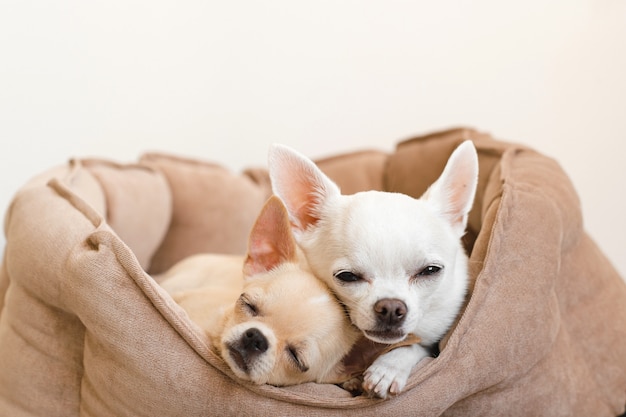 Dois adoráveis, fofos e bonitos de raça doméstica mamífero chihuahua filhotes amigos deitado, relaxando na cama do cão. Animais de estimação descansando, dormindo juntos. Retrato patético e emocional. Foto de pai e filha.