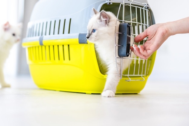 Dois adoráveis gatos ragdoll fechados em um animal de estimação carregando para transporte tentando sair para fora. Animais felinos domésticos fofinhos de raça pura dentro de uma cesta com treliça de metal e mão do dono