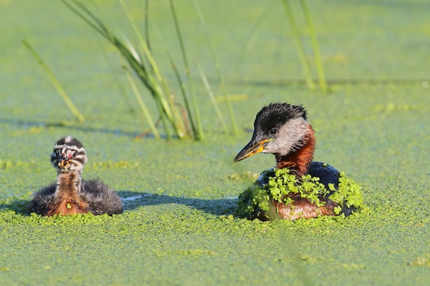 Dois adultos mergulhão de pescoço vermelho (Podiceps grisegena) e um filhote nadam em um tapete verde de vegetação aquática