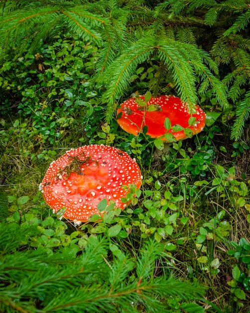 Dois agarics de mosca vermelhos