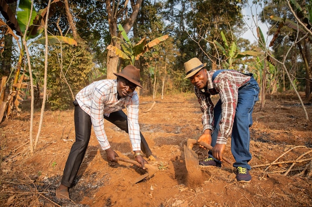 Dois agricultores africanos trabalham a terra do campo com a enxada, é estação seca