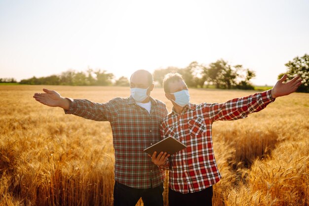 Dois agricultores com máscaras médicas estéreis com um comprimido nas mãos em um campo de trigo durante a pandemia