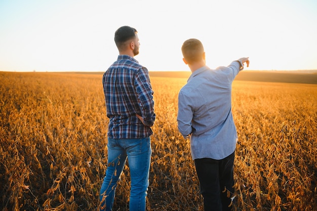 Dois agricultores de pé em um campo examinando a colheita de soja antes da colheita