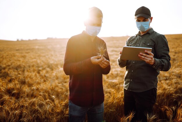 Dois agricultores em máscaras médicas estéreis com tablet nas mãos no campo de trigo verificam a qualidade da colheita