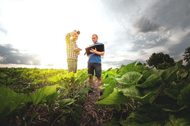 Dois agricultores em um campo agrícola de girassóis Agrônomo e agricultor inspecionam o rendimento potencial