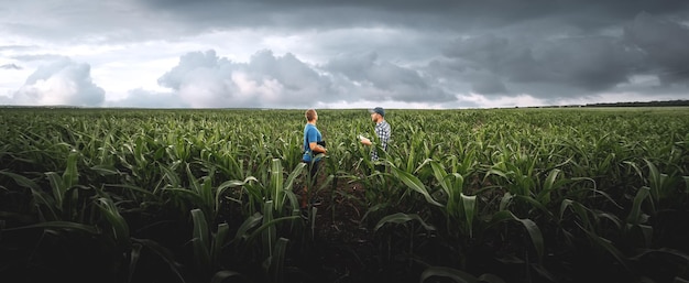 Dois agricultores em um campo de milho agrícola em um dia nublado