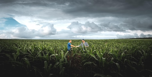 Dois agricultores em um campo de milho agrícola em um dia nublado