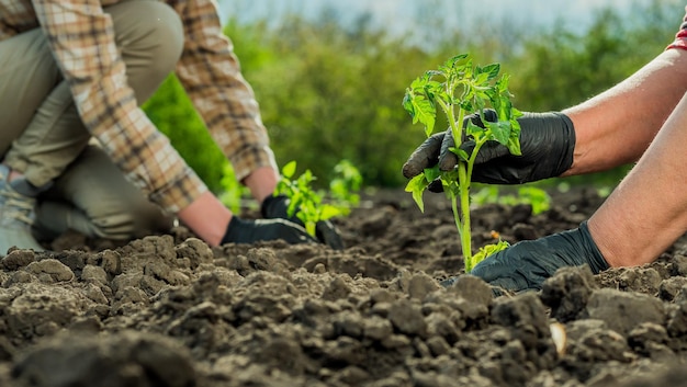 Foto dois agricultores plantam mudas de tomate em um campo