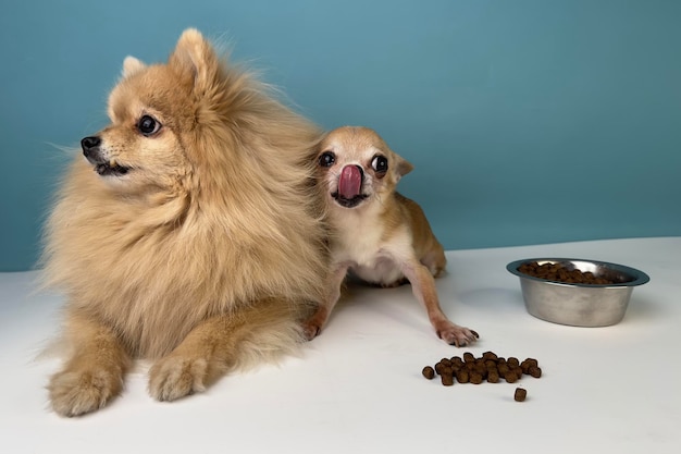 Dois amigos cachorros fofos filhotes felizes cão Spitz da Pomerânia e pequeno Chihuahua