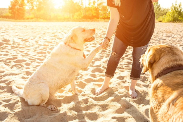 Dois amigos labradores brincando na praia.