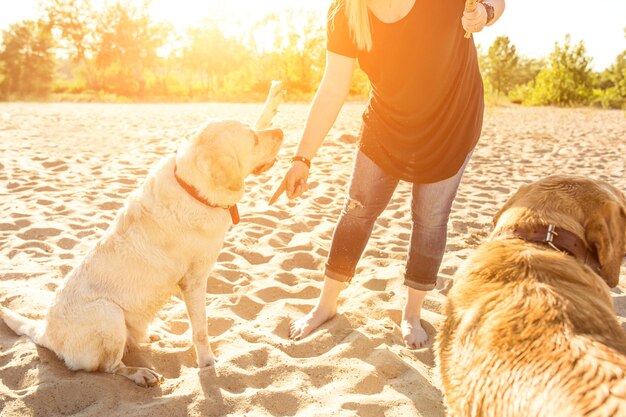 Dois amigos labradores brincando na praia.